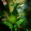 Bazilisek zeleny - Basiliscus plumifrons - Green Basilisk o8383